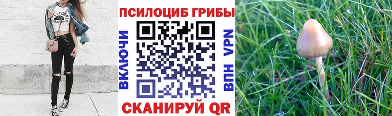 блэк спрут зеркало  Барабинск  Псилоцибиновые грибы Psilocybe 